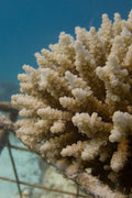 Coral Reef Restoration