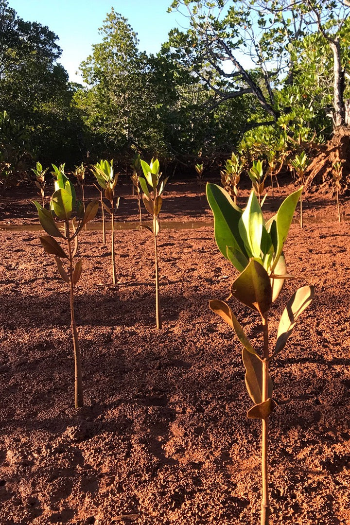 Mangrove Tree Planting