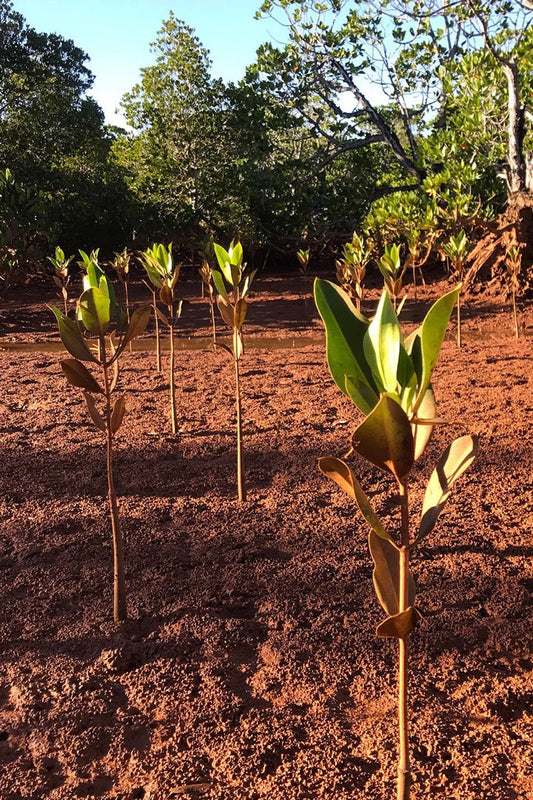 Mangrove Tree Planting